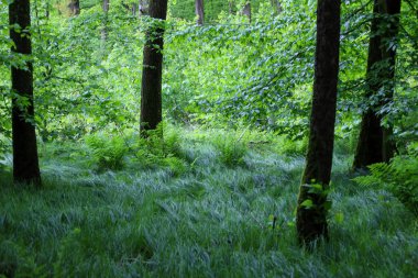 Ormanın yemyeşil renkleri dinginlik ve tazelik ortamı yaratır. Güçlü gövdeleri ve gür eğreltiotlarıyla uzun ağaçlar doğanın ihtişamını çağrıştırıyor, seni onun el değmemiş güzelliğine daldırıyor..