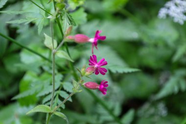 Yoğun yeşil bir kütlenin içinden çıkan ince kökler üzerinde üç canlı pembe çiçeğin esrarengiz makro fotoğrafı. Keskin, detaylı çekim hassas yapraklar üzerinde ilginç bir odak oluştururken yumuşak, bulanık arka plan çerçeveye derinlik ve gizem ekler.