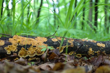 Parlak sarı mantarlarla kaplı bir orman kütüğünün yüksek kaliteli makro fotoğrafı. Önplandaki uzun yeşil çimenler ve düşen yapraklar kontrastı ön plana çıkarıyor ve gizemli ve rahat bir atmosfer yaratıyor..