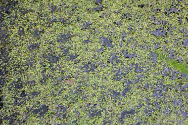 Bir su yüzeyinin dinamik bir fotoğrafı. Ördek otu ve diğer küçük yeşil bitkilerle kaplı. Bu benzersiz bir doku ve özgün bir soyut kalıp yaratır ve bu da harika bir stok fotoğrafı arkaplanı oluşturur..