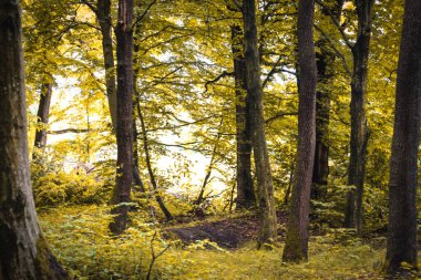 Güneş ışığının ağaçların arkasında parlak bir zemin oluşturduğu ormanın şık ve atmosferik bir fotoğrafı. Yaprakların sonbahar gölgeleri çekimlere sıcaklık verir, doğanın güzelliğini ve mevsimsel değişimlerini vurgular..