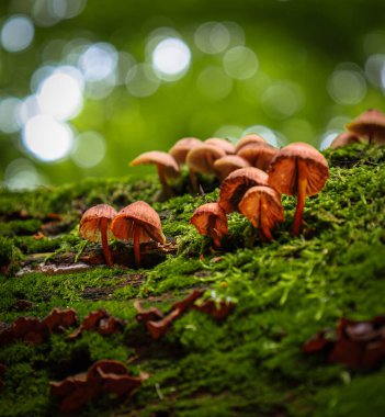 Ormanda yosun kaplı bir kütükte büyüyen küçük mantar kümesinin canlı bir makro fotoğrafı. Mantarların sıcak renkleri parlak yeşil yosunlarla tezat oluşturarak büyüleyici ve doğal bir manzara yaratıyor..