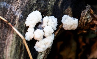Yumuşak beyaz balçık kütleleri eski, kararmış odunların üzerinde büyür ve ormanda alışılmadık bir mikro-dünya oluşturur. Bu fotoğraf doğanın inanılmaz detaylarını ve eşsiz yaşam formları yaratma yeteneğini gösteriyor..