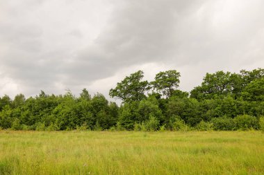 Geniş bir manzara, ağır, bulutlu bir gökyüzünün altındaki yeşil bir çayırın kenarında sakin ve açık bir alan atmosferi yaratan bir ağaç çizgisi gösteriyor..