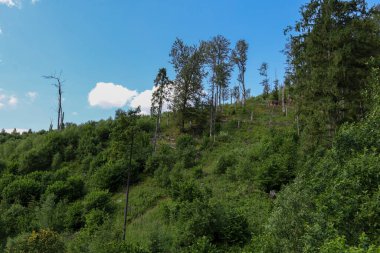 Yoğun yeşil ağaçlar ve çalılar bir dağ yamacını kaplayarak pitoresk bir doğal manzara yaratır. Mavi bir yaz gökyüzünün arka planında tüylü beyaz bulutlar, izole edilmiş kuru gövdeler öne çıkıyor, kontrastlık ve doku ekliyor..