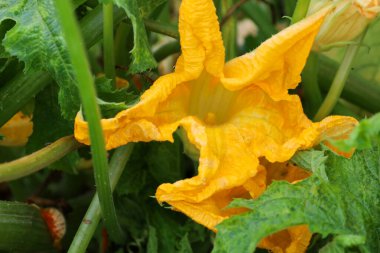 Yeşil yaprakları arasında büyüyen parlak sarı bir kabak çiçeğinin yakın çekimi. Bu fotoğraf, doğanın detaylarına odaklanan yaz sebze bahçesinin güzelliğini ve tazeliğini gösteriyor..