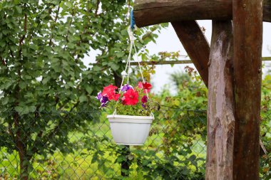 Canlı kırmızı ve mor petunyalı bir tencere ahşap bir desteğe asılır. Çiçekler yeşil ağaçların arka planına ve tel örgü çitlere karşı gür bir aksan sağlıyor. Sıcak, yaz havası yaratıyor..