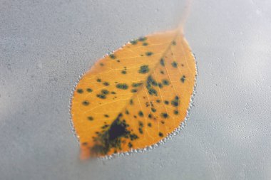 Canlı sarı bir yaprak sisli bir pencereye yapışır, küçük bir yoğunlaşma damlasıyla çerçevelenir. Bu makro fotoğraf organik ve doğal elementleri birleştirip gerçeküstü ve atmosferik bir görüntü yaratıyor..