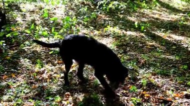 Yoğun bir ormanda küçük kemirgenleri ustalıkla takip eden büyük ve enerjik bir kara köpek avı. Doğal av içgüdüleri onu hızla koşmaya ve çimlerin üzerine atlamaya yönlendirir. Büyüleyici, dinamik bir vahşi yaşam anı.