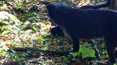 İki mutlu siyah köpek hevesle yeşil çimenler ve ağaçlar arasında bir orman yolunu kokluyor ve keşfediyorlar. İzleri ya da ilginç kokuları neşe içinde arıyorlar, sonbahar ormanlarının temiz havasının ve vahşi doğasının tadını çıkarıyorlar..