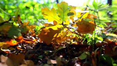 Güneşli sonbahar ışığı ormanın içinde, düşen meşe yapraklarından oluşan altın bir halı aydınlatıyor. Sıcak ve doğal güzellikte huzurlu bir yürüyüş. Meşe dalları rahat ve parlak bir manzara yaratır. Huzur ve konforu iletmek için mükemmel.