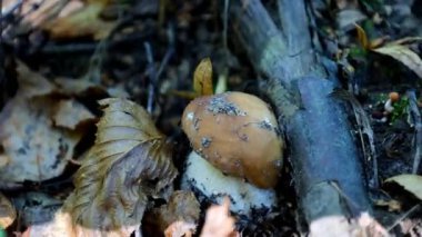 Bir el yavaşça yerden taze bir porcini mantarı topluyor. Yakın plan çekimler sonbaharın güzelliğini yakalar: açık kahverengi yapraklar ve bir orman hazinesini saklayan yosunlar. Sonbahar ormanında değerli bir buluş..