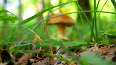 Görkemli bir Porcini mantarı (boletus) kalın yeşil çimenlerde gururla durur. Etrafında, düşen sonbahar yaprakları zıt ve pitoresk bir orman kompozisyonu yaratır..