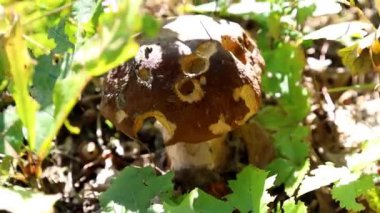 Görkemli bir Porcini mantarı (Boletus edulis) yumuşak meşe fidanları ve renkli sonbahar yaprakları arasında yükselir. Doğayı ve hasatı resmetmek için mükemmel, altın ışıkta sakin bir doğal orman..