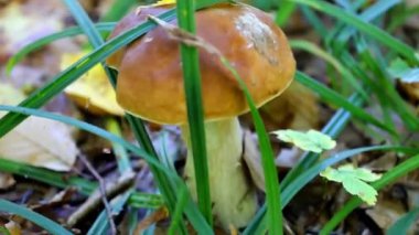 Renkli sonbahar yapraklarıyla çevrili, yemyeşil çimlerde muhteşem bir Porcini mantarı duruyor. Tepeden aşağı çekim, sessiz bir orman ve doğa atmosferini çağrıştıran geniş ve kalın gövdesini vurguluyor..