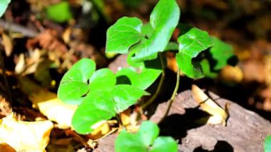 Yumuşak yeşil yapraklar, kalpleri andıran, rüzgarda yavaşça sallanan güneş ışığı altında. Hayatı ve uyumu sembolize eden doğal, rahatlatıcı bir sahne. Özgeçmiş ya da meditasyon için mükemmel.