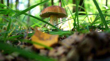 Sonbahar mantar avının heyecan verici bir anı: kalın orman çimlerinde bulunan büyük bir porcini mantarı (boletus). Kıymetli kupayı dikkatlice seç. Ormandaki doğal güzelliğin ve hasatın tadını çıkarıyorum..