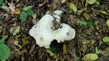 Büyük, beyaz süt başlıklı mantarlar (Gruzdi) gölgeli bir ormandaki altın sonbahar yapraklarının arasından geçer. Doğada mantar toplamak için mükemmel bir an. Düşen yaprakların arasında vahşi doğada sessiz bir av..