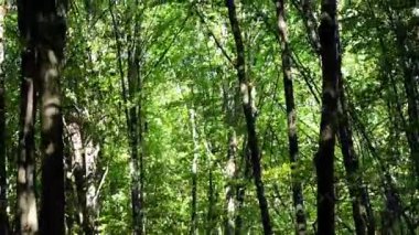 Güçlü rüzgar yeşil bir ormanı süpürüyor. Güçlü meşe dalları ve ince boynuzlu ışınlar elementlerin baskısı altında sallanıyor..