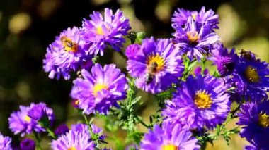 İşçi arılar güçlü rüzgara rağmen mor kır çiçeklerinde nektar toplarlar. Doğanın dayanıklılığını gösteren mükemmel bir görüntü. Tozlaşma süreci ve böceklerin elementlerle mücadelesi.