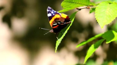 Parlak bir kelebek yeşil bir yaprağın üzerinde yavaşça sallanıyor. Hassas böcek, yaprak hafif bir rüzgardan sallanırken tutunur. Vahşi yaşamın, baharın, yazın, ekolojinin ve biyolojik çeşitliliğin güzel görüntüleri. 