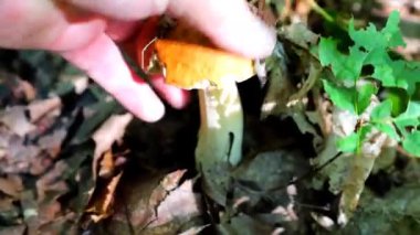 Sessiz sonbahar mantar avı. Porcini mantarlarını (boletus), meşe fidanları arasında bulmak ve dikkatle toplamak ve resimli, genç bir ormanda altın yapraklardan oluşan kalın bir tabaka bulmak..