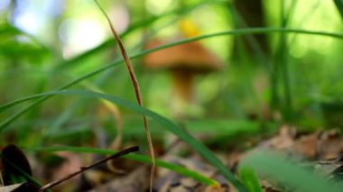 Görkemli bir Porcini mantarı, yeşil çimenlerin arasında tek başına duruyor. Sessiz sonbahar ormanı yumuşak doğal ışıkla doludur. Doğa meraklıları, orman manzaraları ve mutfak temaları için mükemmel bir buluş..