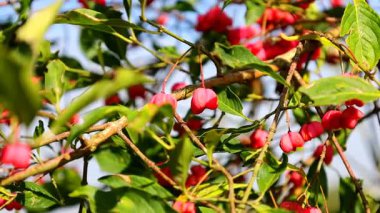 Yoğun yeşil yapraklı bir yabanmersini çalısı yoğun bir şekilde parlak, küçük kırmızı meyvelerle kaplıdır..