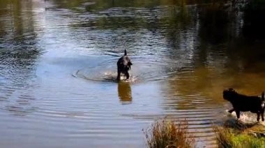 İki mutlu siyah köpek neşeyle bir göletin sığ sularında oynuyorlar ve dinleniyorlar. Etrafa sıçrayıp serinliyorlar ve ılık yaz gününün tadını çıkarıyorlar..