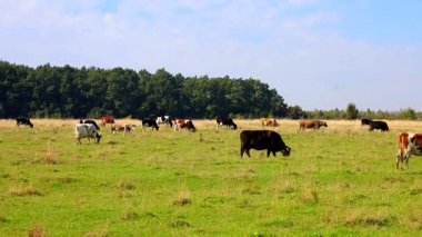 Büyük, renkli bir inek sürüsü, verimli, yeşil çimlerde, yumuşak güneş ışığı altında huzur içinde otluyor. Çeşitli ceketlerin renkleri siyah, beyaz, kırmızı, benekli hayvanlar durgun manzarada yavaşça hareket ederler..