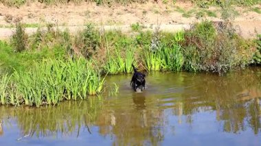 Bu eğlenceli ve enerjik video gölün sığ sularında neşeyle koşan ve oynayan genç bir köpeği gösteriyor. Güneşin ve doğanın serinliğinin tadını çıkarırken su sıçratıyor. Açık havada mutlu bir hayvan..