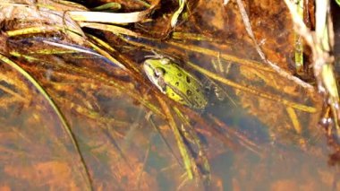 Yeşil bir kurbağa sakince dinlenir, ışığı yansıtan berrak sularda yüzer. Pürüzsüz, parlak yeşil teni suyun yüzeyiyle çelişiyor..