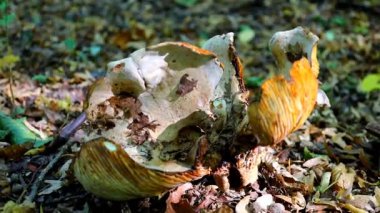 Sessiz bir sonbahar ormanında kıpkırmızı ve sarı yaprakların arasında eski bir süt kapağı mantarı yatar. Yakın çekim, sabah güneşinin ışınlarında dokusunu ve doğal güzelliğini ön plana çıkarır..