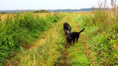 İki siyah köpek toprak bir yol boyunca uzun otların arasında enerjik bir şekilde arama yapıyor. Aktif olarak ilginç bir şeyin kokusunu alıyorlar, gerçek bir takım gibi çalışıyorlar..