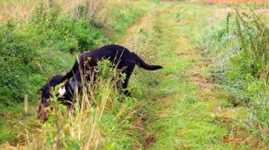 İki oyuncu köpek aktif olarak tarla yolunda uzun otların arasında ilginç bir şey arıyor ve kokluyor. Odaklanarak burunlarını kullanıyorlar, kırsal ve doğanın tadını çıkarıyorlar..