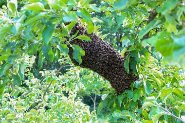 Büyük bir arı sürüsü parlak yeşil yapraklarla çevrili kalın bir meyve dalına tutunarak yoğun bir kütle oluşturdu. Bu dinamik kalabalık anı, doğal koloni üremesinin bir işareti, vahşi hayatta böcek yaşamı sergiliyor..