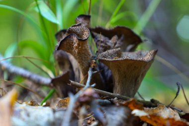 Yakın plan çekimlerde, orman zeminindeki bacalar gibi büyüyen koyu kahverengi trompet mantarları (Craterellus) görülür..