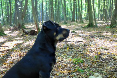 Güneş yanığı izleri olan siyah bir köpek seyrek bir yaprak döken ormanda oturur ve dikkatlice yan tarafa bakar. Güneş ışığı ağaçların arasından süzülür, orman zeminini aydınlatır..