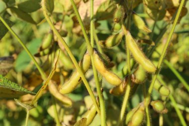 Canlı bir yakın plan, olgunlaşan soya tohumlarını yakalıyor, yumuşak tüylerle kaplı, yoğun yeşillik boyunca güneşte parlayan. Sağlam kökler üzerindeki sarı-yeşil fasulyeler bu tarımın hasat aşamasını ve bitki örtüsünü gösteriyor..