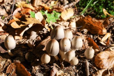 Bir grup küçük amanita mantarı (Amanita fulva veya benzeri) orman zemininde düşmüş, kuru sonbahar yaprakları arasında yumuşak açık kahverengi kapaklar filizlenir.. 