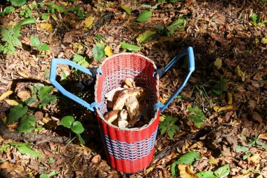 Büyük taze toplanmış mantar parçalarıyla dolu kırmızı ve mavi bir plastik sepet yere düşmüş yapraklar ve yeşil çimlerle kaplı..