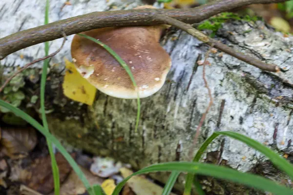 Koyu bir dalla kesişen beyaz-gri bir ağaç kabuğuyla kaplı bir huş ağacının gövdesinde kahverengi başlıklı yalnız bir parantez mantarı büyür..