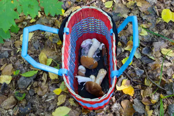 Çeşitli türde yeni toplanmış yabani mantarlarla dolu kırmızı ve mavi plastik bir sepet, sonbahar yapraklarıyla kaplı yerde oturur..
