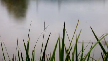 Yağmur sırasında yeşil kamış yapraklarının yakın çekimi. Su damlaları arka plandaki sakin su yüzeyinde dalgalanmalar yaratır. Doğal, rahatlatıcı atmosfer ve melankolik ruh hali. Doğa, sonbahar ve hava durumu için mükemmel..