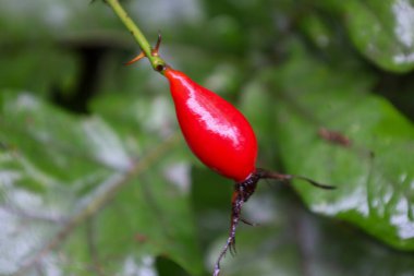 İnce yeşil saplı, parlak kırmızı, uzamış bir gül kalçası meyvesinin aşırı yakın çekimi. Meyvenin parlak, parlak yüzeyi bulanık, zengin yeşil arka planla keskin bir tezat oluşturuyor..