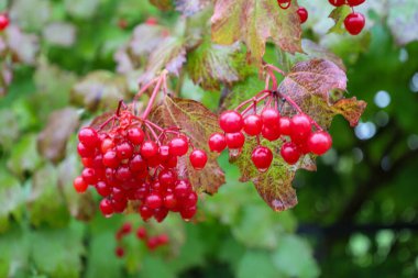 Yağan yağmur damlalarıyla kaplı iki kırmızı viburnum dutu kümesinin yakın çekimi, sonbahar, kırmızı bir tonu göstermeye başlayan yeşilimsi yapraklarla dolu bir dalda asılı.. 