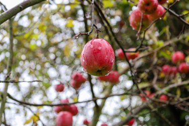 Sonbahar duşundan sonra yağmur damlalarıyla ya da çiğ taneleriyle bir dalda asılı duran tek, olgun, kırmızı bir elma resmi. Bulanık, parlak arka plan ve diğer elma ve yapraklar meyvelerin tazeliğini ve organik görünümünü ön plana çıkarıyor.. 
