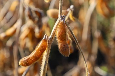 Two hairy soybean pods, ripened to an orange-brown color, hang from a stem in a field. This close-up captures the texture of the ready harvest, emphasizing the moment of gathering and agricultural abundance.