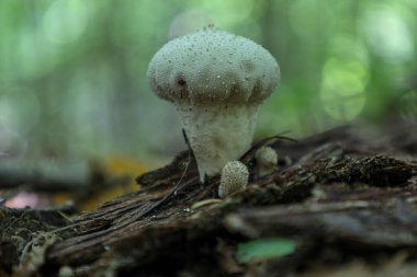 A single, pale puffball mushroom, covered in tiny spikes, has grown on a rotting log in the forest. Its sharp texture contrasts with the blurred green background, highlighting the details of nature's micro-world.