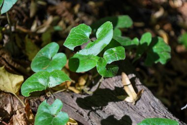Bright green, heart-shaped leaves of a forest plant sprout on the forest floor, illuminated by a sunbeam. They contrast with a dark log and dry fallen leaves, emphasizing the resilience of nature.